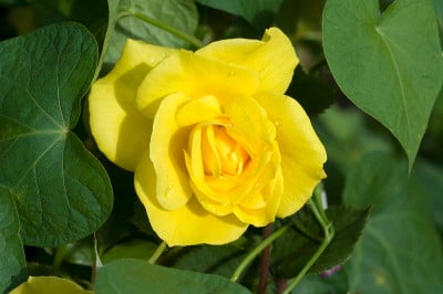 黄色,Teehybrid玫瑰