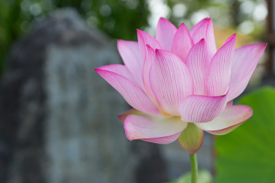 莲花