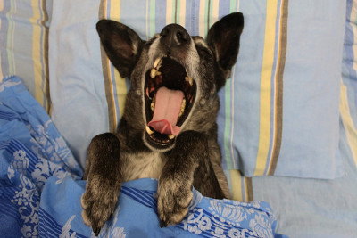 灰色牧羊犬在床上打哈欠
