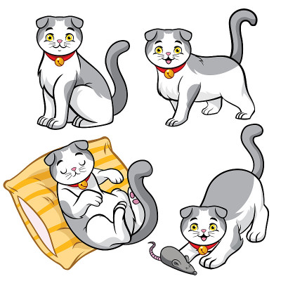 可爱的苏格兰折耳猫