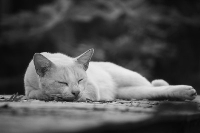 可爱可爱的猫