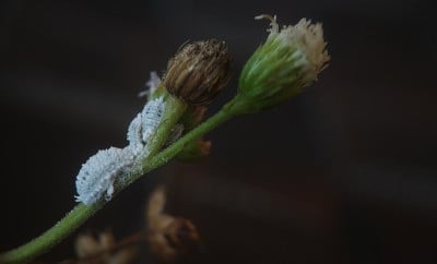 小的白色昆虫，像虫子