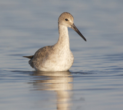 东部Willet