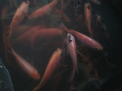 鱼