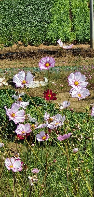 宇宙的花
