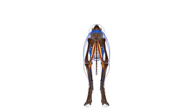 股薄肌狗肌肉解剖医学概念3D