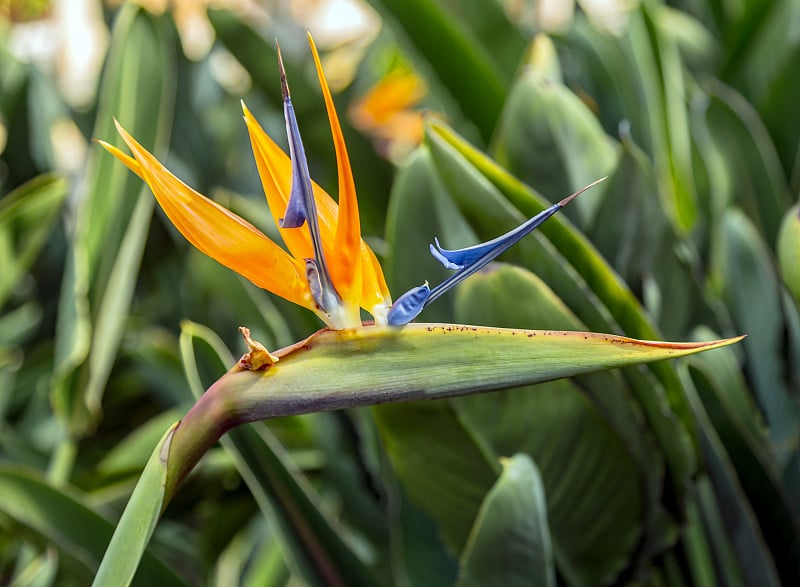 Strelitzia reginae