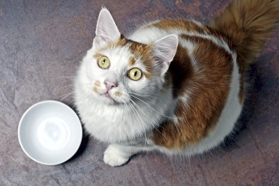 一只有趣的虎斑猫站在一个空的食物碗旁边，抬头看着镜头。
