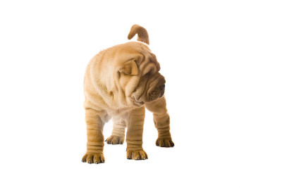 Sharpei狗