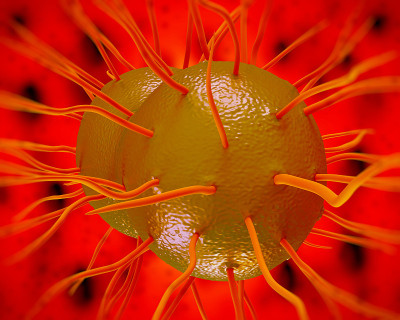 Neisseria gonorrhoeae bacteria