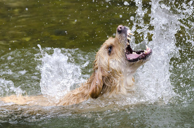 金毛猎犬在水中快速奔跑