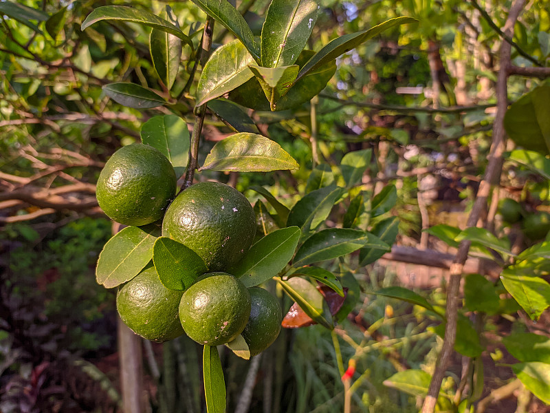 树上的橙子