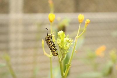 帝王蝶的毛虫——Danaus Plexippus