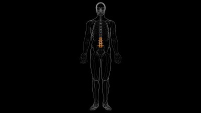 人体骨骼脊柱腰椎解剖3D