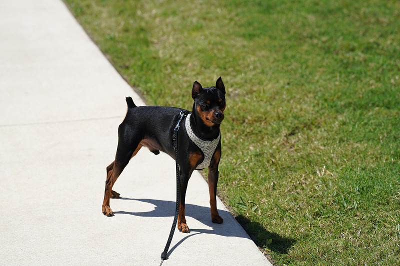 公犬(Min Pin)