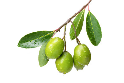 橄榄果