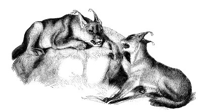 Caracals