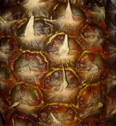 菠萝，树皮