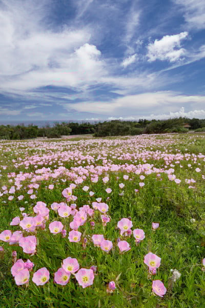 报春花盛开的公园和蓝天