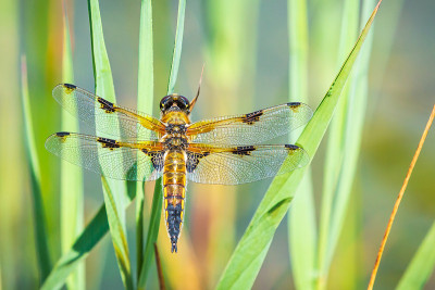 一个四斑点追逐蜻蜓昆虫，Libellula quadrimaculata的特写