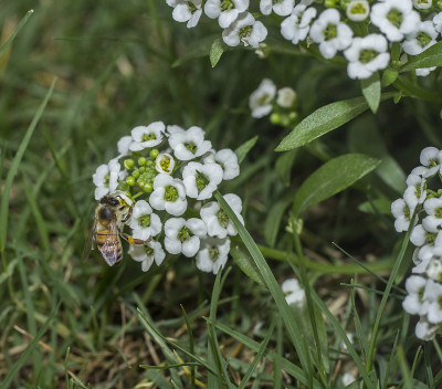蜜蜂在爱丽丝花上，