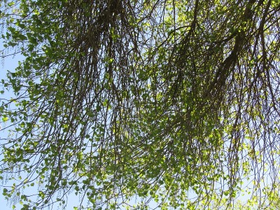 树