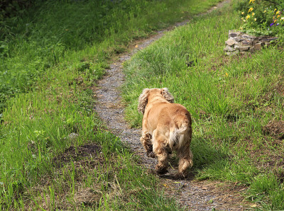 美丽的英国可卡犬沿着小路奔跑。