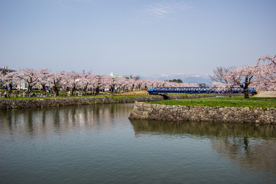 2018年4月29日，日本北海道函馆:春天的樱花树。