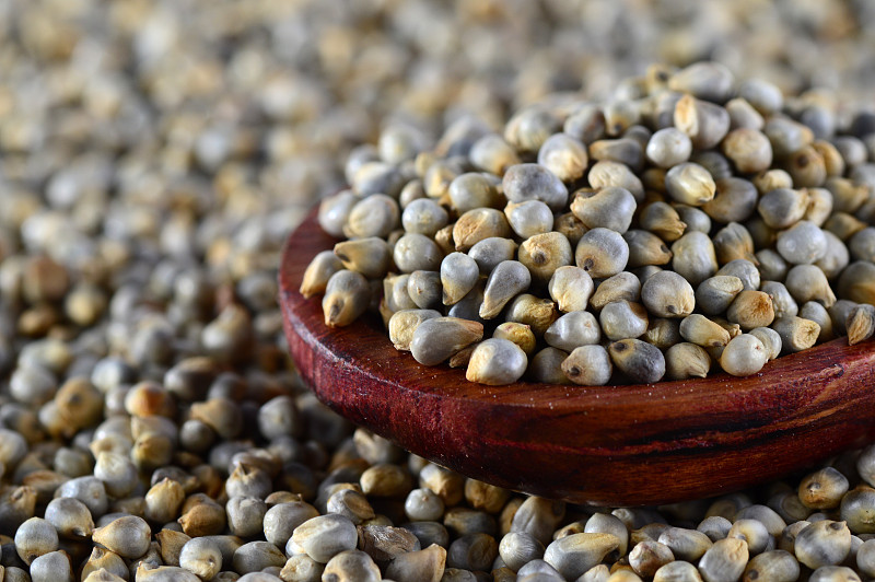 珍珠小米(Bajra)的特写，用木勺。
