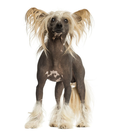 中国冠毛犬，站立，3岁，孤立在白色上