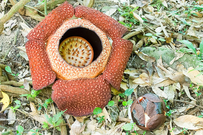 Rafflesia