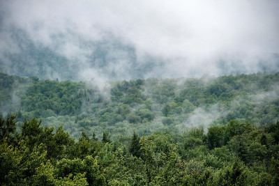雾，森林，绿山，佛蒙特州，美国