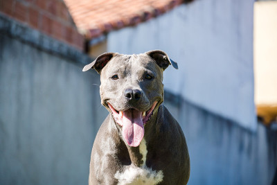比特犬在房子的花园里玩耍。跑着接住球。阳光灿烂的日子