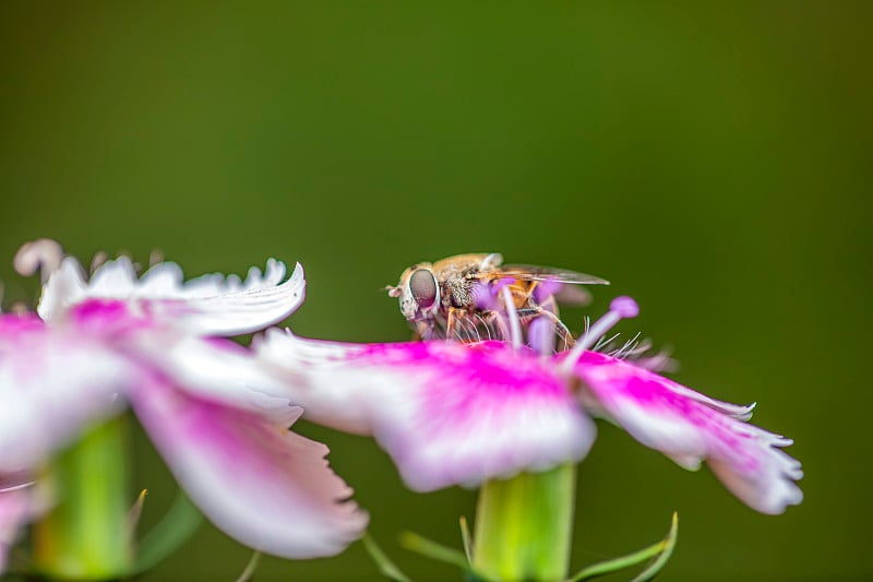 蜜蜂