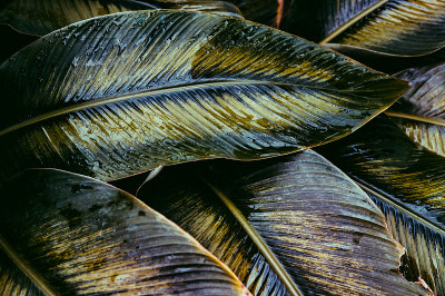 Calathea花式