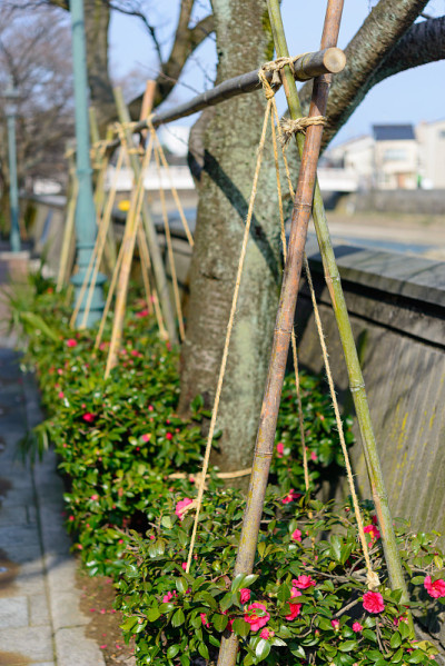 日本金泽一町茶屋区