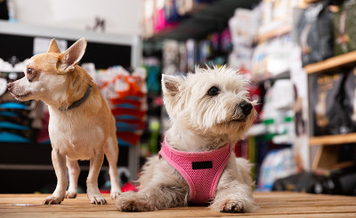 宠物店里吉娃娃和西部高地梗犬的肖像