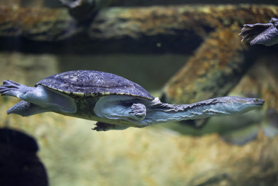 Siebenrock是snake-necked turtle (Chelodina siebenro