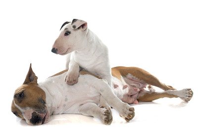 家庭犬