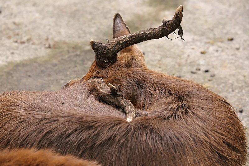 爪哇鹿，Rusa Timorensis，毛里求斯