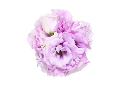 束eustoma