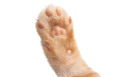 小猫爪子孤立