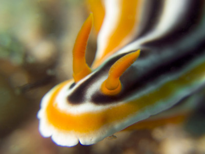 Chromodoris Nudibranch