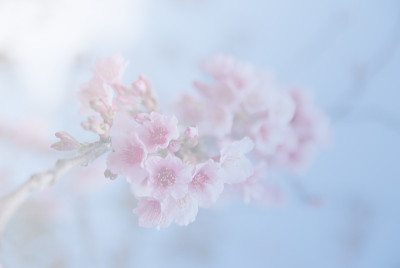 野生喜马拉雅樱花背景