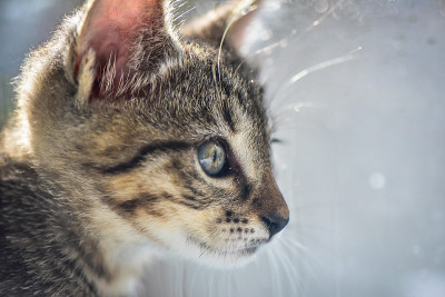 猫的肖像