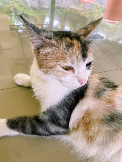 可爱的猫