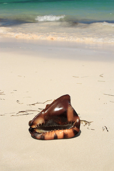海贝