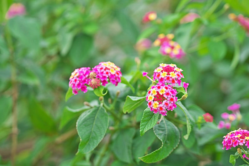 卡马拉Lantana