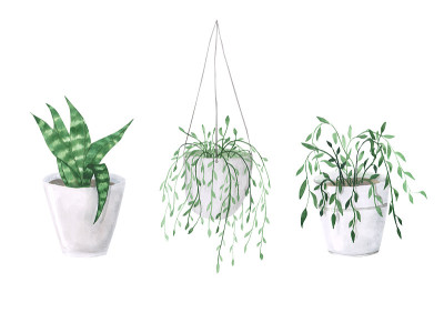 一组3水彩盆栽植物孤立在白色的背景。手绘收集的花盆里的花。蛇草、草花插图。绿色植物的剪纸艺术。最小家
