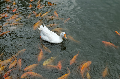天鹅是池塘里常见的鲤鱼